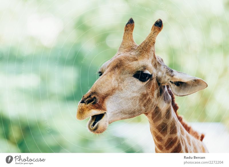 Wild African Giraffe Portrait Safari Nature Animal Summer Wild animal Animal face 1 Observe Vacation & Travel Long Funny Cute Brown Green Orange White Exotic