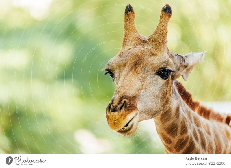 Wild African Giraffe Portrait Vacation & Travel Adventure Safari Environment Nature Animal Beautiful weather Wild animal Animal face 1 Looking Simple Long Funny