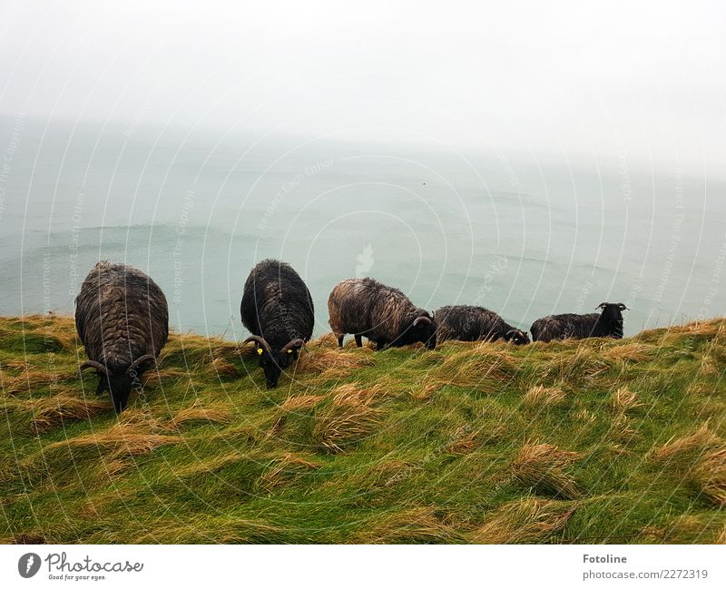 On the slope Environment Nature Landscape Plant Animal Elements Water Sky Autumn Winter Grass Meadow Hill Coast North Sea Ocean Island Farm animal Pelt