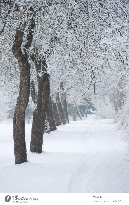orchard Nature Winter Ice Frost Snow Tree Park Cold White Hoar frost Row Avenue Colour photo Exterior shot Deserted Morning Garden path Row of trees Winter mood