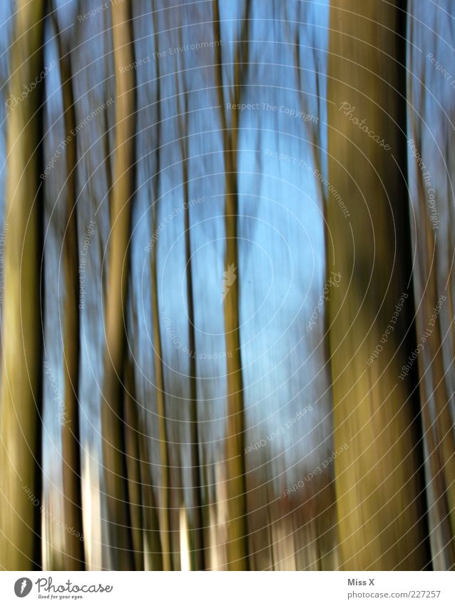 pan Nature Tree Forest Blue Brown Tree trunk Motion blur Movement Dynamics Colour photo Exterior shot Pattern Deserted Blur Day