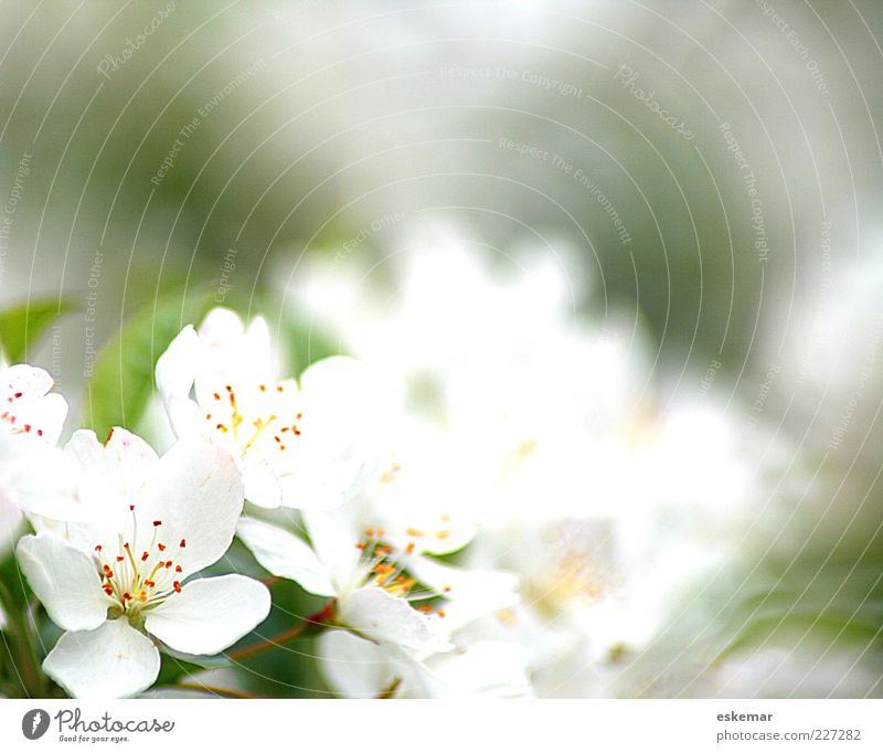 Jump! Nature Plant Spring Blossom Blossoming Fragrance Esthetic Fresh Natural Beautiful Green White Spring fever Hope tree blossom Delicate Frame Colour photo