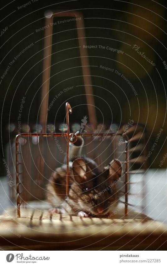 mouse hotel Sausage Nature - a Royalty Free Stock Photo from Photocase
