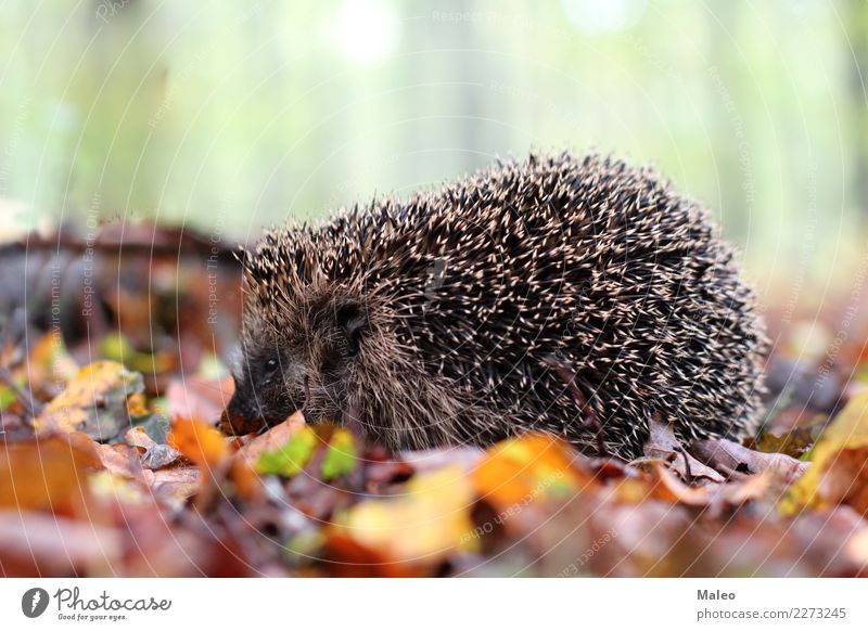 hedgehogs Nature Animal Forest Wild animal Animal face 1 Crawl Colour photo Exterior shot Day Shallow depth of field Hedgehog Leaf Autumn