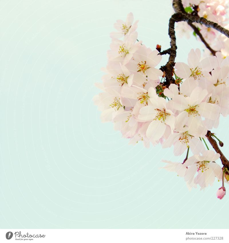 A hint of spring Nature Plant Sky Cloudless sky Spring Beautiful weather Blossom Cherry tree Cherry blossom Blossoming Growth Esthetic Bright Natural Blue Brown