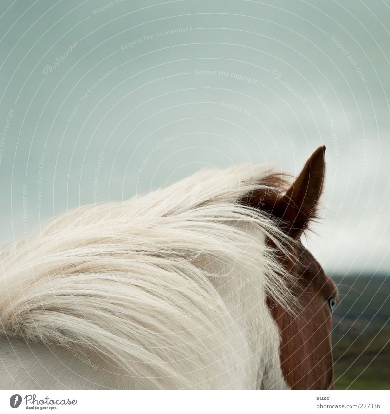 View from behind Animal Sky Wind Farm animal Wild animal Horse 1 Esthetic Natural White Moody Mane Iceland Pony Colour photo Exterior shot Deserted