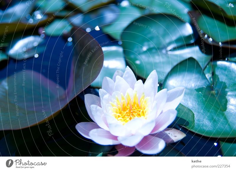 lotus effect Nature Plant Water Summer Flower Leaf Foliage plant Exotic Pond Lake Green Pink Beautiful Multicoloured Exterior shot Close-up Light Reflection
