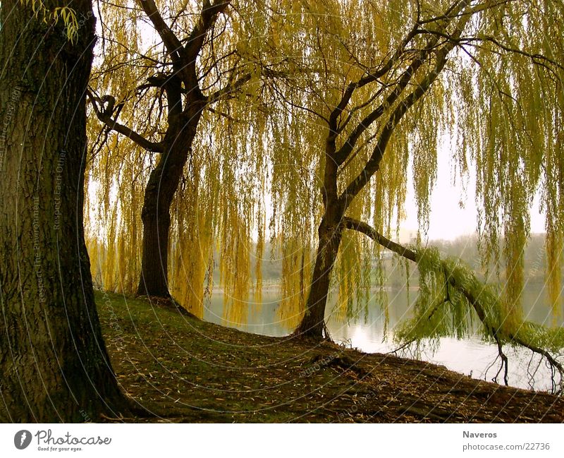 Abandoned Park II Tree Autumn Lake Sea park Deserted Yellow Brown Loneliness Water Nature