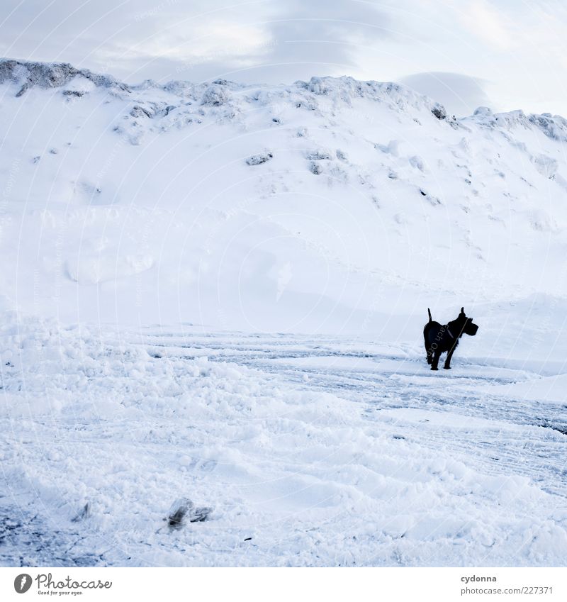 Black < White Adventure Freedom Environment Nature Landscape Sky Winter Climate Ice Frost Snow Mountain Dog Esthetic Loneliness Uniqueness End Curiosity Calm