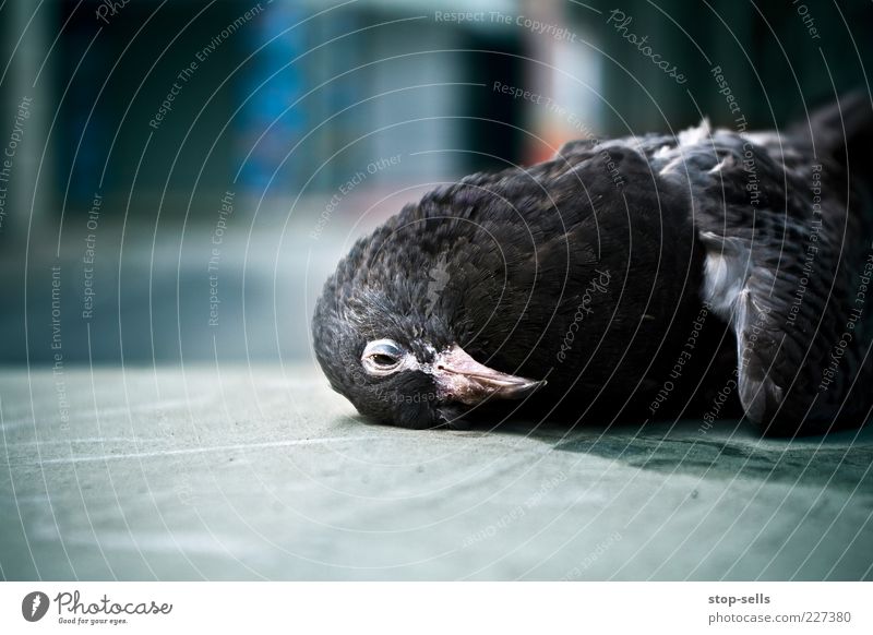 at some point it's everybody's turn Animal Wild animal Dead animal Bird Pigeon 1 Lie Blue Death Beak Accident Head Feather Colour photo Shallow depth of field
