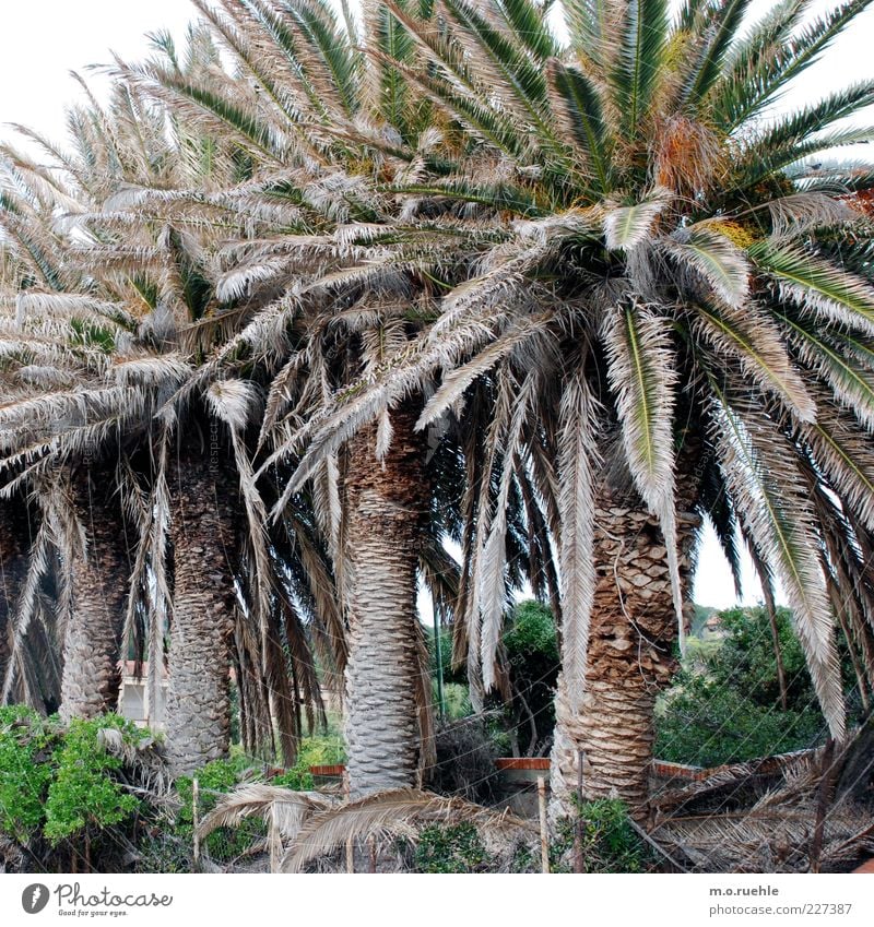 arecales Environment Nature Plant Exotic Palm tree Palm frond Sequence Sardinia Green Colour photo Exterior shot Deserted Day Worm's-eye view Side by side Row