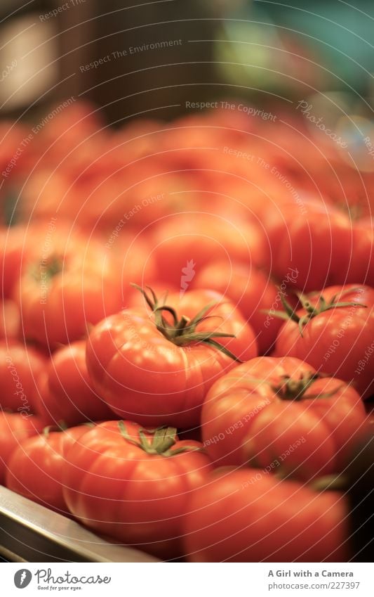 it's time to tomato Food Vegetable Tomato Organic produce Lie Round Red Mature Markets Colour photo Interior shot Deserted Shallow depth of field Many Fresh Raw