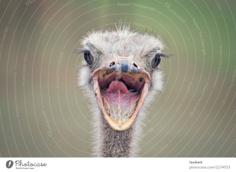 Say cheese! Nature Animal Africa African Desert Savannah Farm animal Wild animal Bird Animal face Zoo Ostrich Mouth Mouth open Smiling 1 Free Friendliness