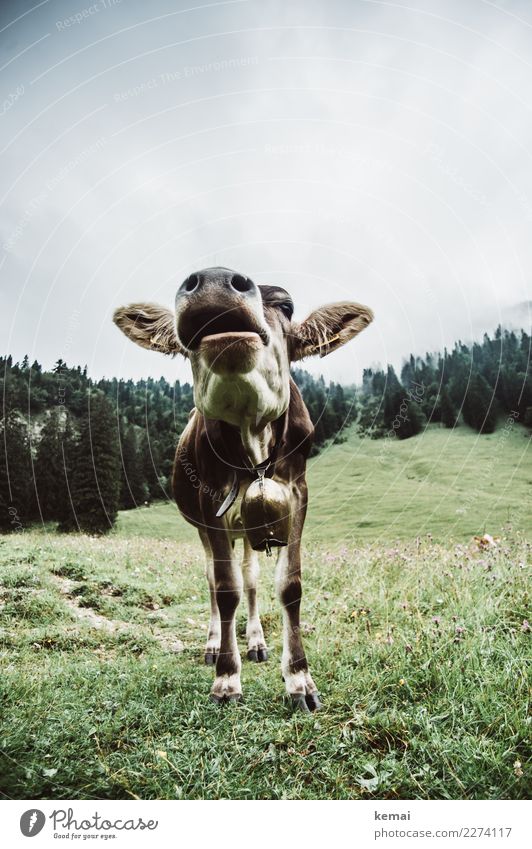 Hello, you! Well-being Contentment Calm Trip Adventure Freedom Mountain Hiking Landscape Sky Clouds Weather Meadow Forest Hill Alpine pasture Animal Farm animal