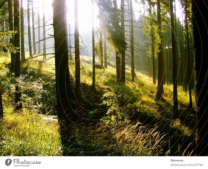 a morning in the woods Forest Tree Wood Morning Sunrise Coniferous trees Spruce Slope Back-light Mountain Nature solar rays Shadow