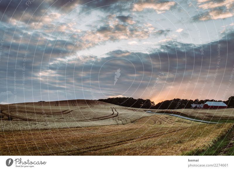 Danish cornfield Harmonious Well-being Contentment Senses Relaxation Calm Adventure Far-off places Freedom Summer Landscape Sky Clouds Beautiful weather