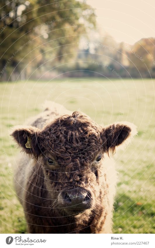 What are you looking at? Nature Landscape Field Pet Farm animal Cattle Galloways 1 Animal Brash Curiosity Animal portrait Colour photo Deserted
