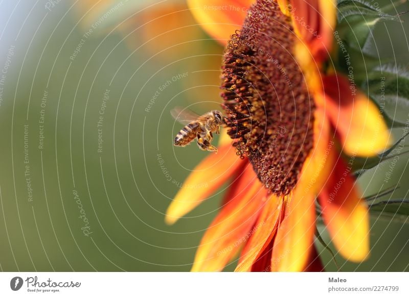 bee Bee Nectar Flower Honey Insect Nature Animal Small Macro (Extreme close-up) Garden Fly Pollen Green Summer Yellow Spring Holiday season Exterior shot