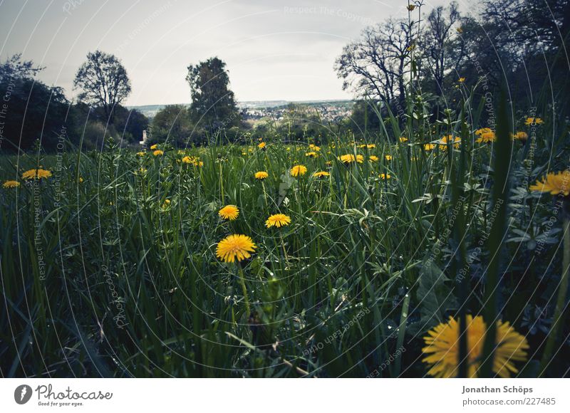 Bleak heath Environment Nature Landscape Plant Summer Flower Grass Dandelion To enjoy Blue Yellow Green Black Emotions Longing Wanderlust Horizon Vantage point
