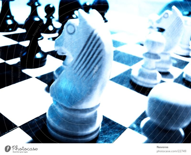 Chessmen II Chess piece Horse White Black Playing Planning Board game Leisure and hobbies chess Think Intellect Macro (Extreme close-up)