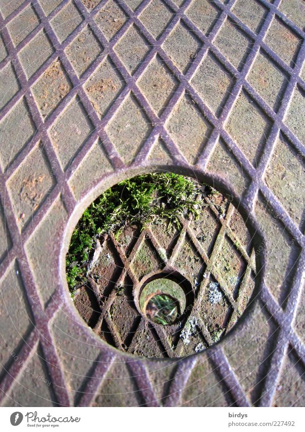 Hole in hole in hole in sheet metal Moss Metal Rust Symmetry Circle Hollow Vista checker plate Iron Pitted Footboard Line Pattern Parallel Consecutively Groove