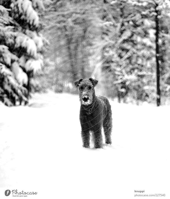 callously Nature Sunlight Winter Snow Forest Animal Pet Dog Animal face Pelt 1 Stand Wait Curiosity Black White Attentive Puppydog eyes Dog's snout Footpath