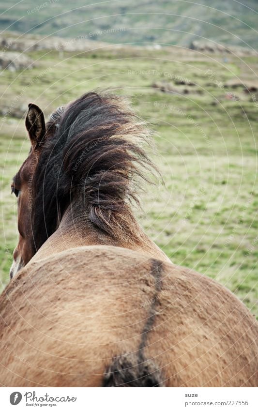 Thick thing Animal Wind Meadow Farm animal Wild animal Horse 1 Stand Wait Esthetic Natural Brown Mane Iceland Pony Hind quarters Back Coat color Pelt