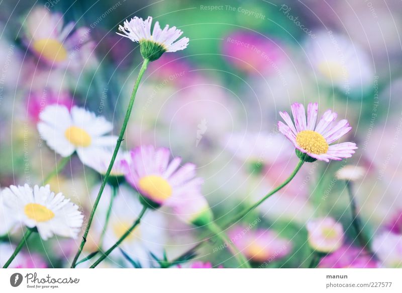 Pink Daisy Nature Spring Summer Plant Flower Leaf Blossom Fragrance Fantastic Fresh Beautiful Spring fever Ease Colour photo Exterior shot Close-up Detail