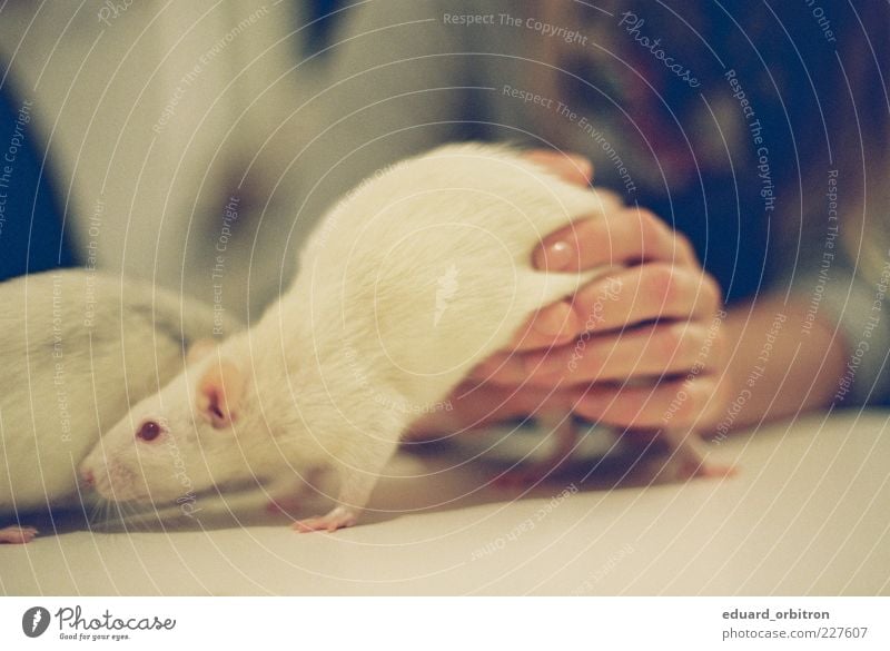 Dialectic of warming up Hand 1 Human being Animal Pet Rat 2 Playing Colour photo Subdued colour Interior shot Close-up Artificial light Shallow depth of field