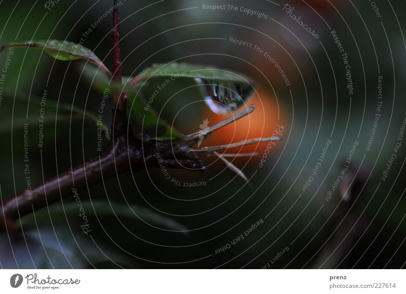 raindrop Nature Plant Water Drops of water Rain Bushes Leaf Wild plant Fluid Wet Brown Green Broken Dripping Colour photo Exterior shot Close-up