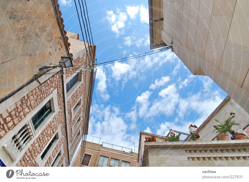 Danger of collapse ? Sky Summer Beautiful weather Plant Pot plant House (Residential Structure) Wall (barrier) Wall (building) Facade Terrace Window Blossoming