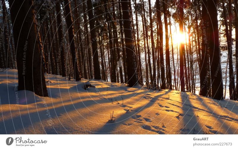 The shadow is a witness of light Nature Landscape Sunrise Sunset Winter Snow Tree Forest Hill Moody Anticipation Longing Hope Colour photo Exterior shot