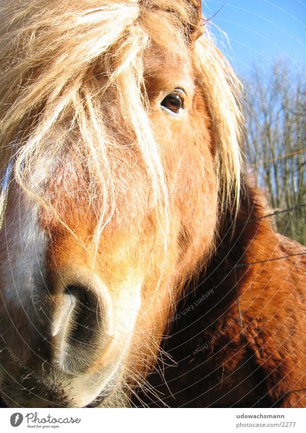 Icelanders Horse Animal Snout Transport Bangs Close-up