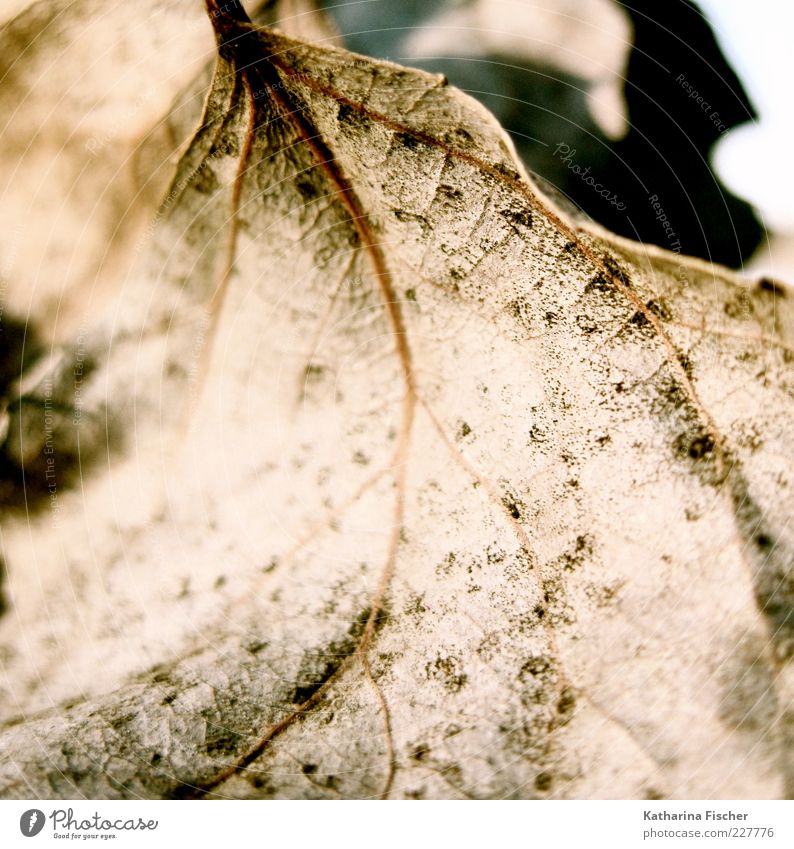 contemporary witnesses Winter Nature Autumn Leaf Dry Brown Seasons Dried Blur Rachis X-rayed Sunlight Copy Space Deserted Shriveled Macro (Extreme close-up)