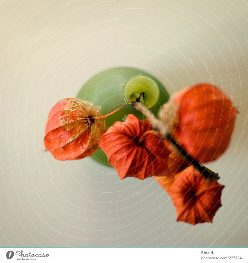 lampions Autumn Flower Chinese lantern flower Physalis Faded To dry up Decline Transience Seed Vase Orange Still Life Colour photo Interior shot Copy Space left