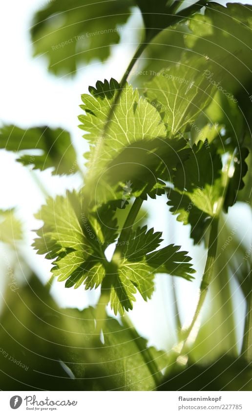 kitchen coriander Food Coriander Spring Plant Leaf Pot plant Healthy Green Colour photo Interior shot Close-up Deserted Day Sunlight Shallow depth of field