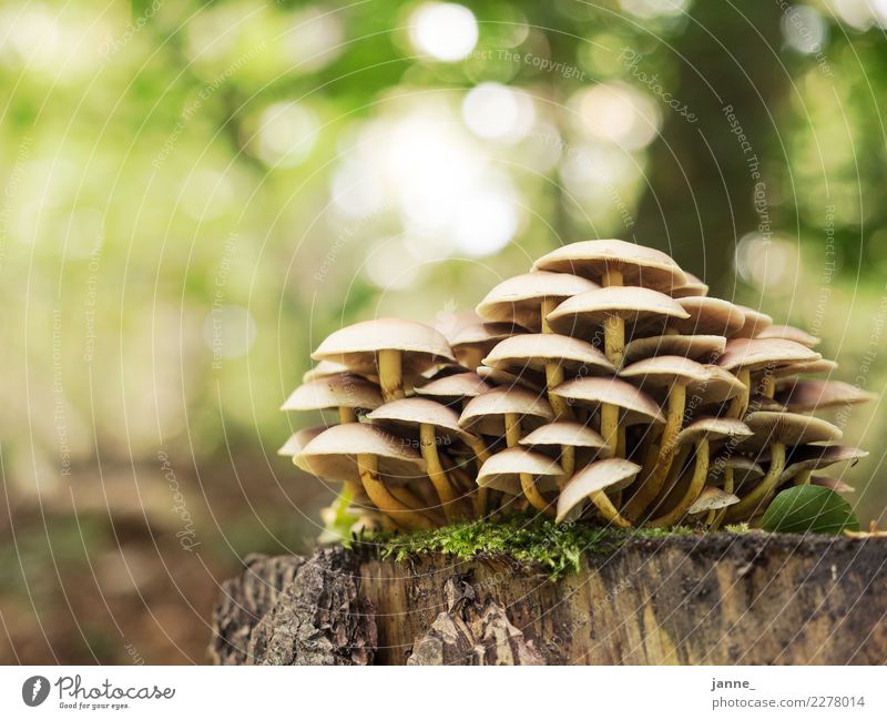 mushrooms Nature Plant Autumn Forest Yellow Green Mushroom Colour photo Close-up Deserted Copy Space left Copy Space top Day Light Sunlight Worm's-eye view