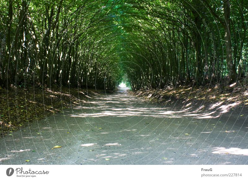 light tunnel Far-off places Summer Nature Sunlight Beautiful weather Tree Holstein Switzerland Lanes & trails Relaxation Natural Safety (feeling of) Moody