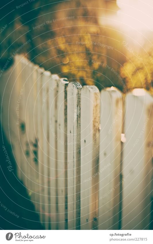 morning Nature Plant Sunlight Autumn Beautiful weather Bushes Garden fence Fence Morning Day Contrast Sunbeam Back-light Shallow depth of field Blur White