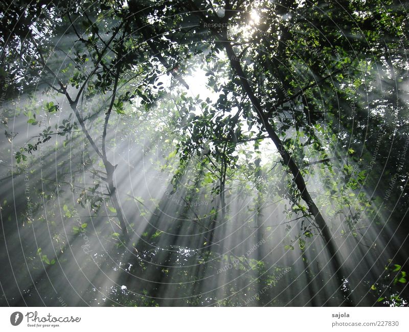 sunrays Environment Nature Plant Sun Sunlight Beautiful weather Tree Forest Illuminate Esthetic Moody Peace Hope Sustainability Atmosphere Parallel Radiation
