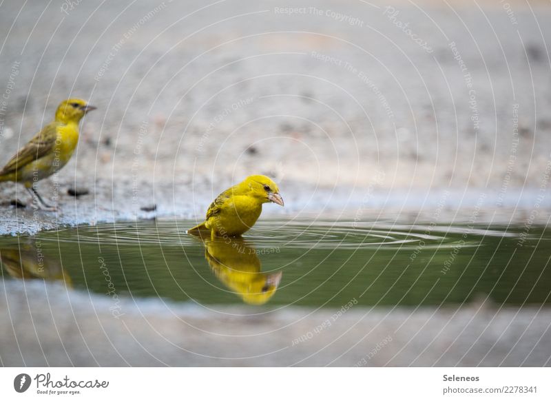 Look, there's another one. Far-off places Freedom Summer Environment Nature Water Animal Wild animal Bird Animal face 2 Wet Natural Puddle Ornithology