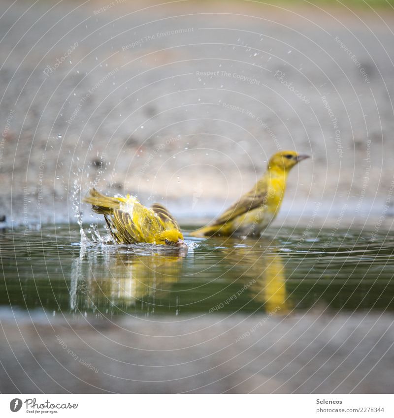 let's go for s swim Water Drops of water Summer Animal Wild animal Bird 2 Swimming & Bathing Wet Natural Puddle Ornithology Colour photo Exterior shot