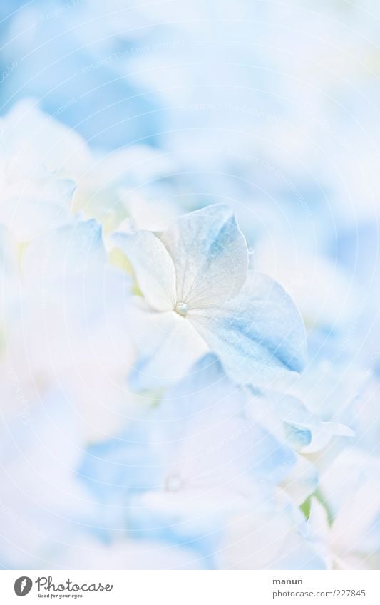 baby blue Nature Flower Blossom Hydrangea blossom Hydrangea leaf Fragrance Bright Beautiful Blue Spring fever Esthetic Ease Light blue Baby blue Delicate