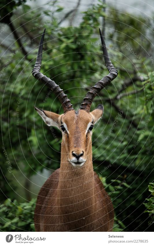 Portrait Animal Wild animal Africa South Africa horns antlers Safari Animal portrait Nature Exterior shot Colour photo Vacation & Travel Tourism Adventure Trip