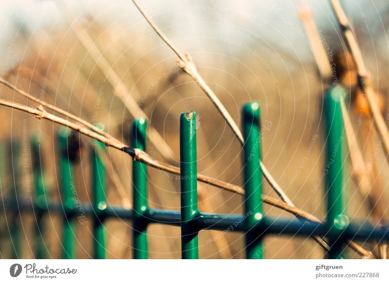 The paint is off Garden Bright Fence Garden fence Metalware Varnished Green Plant Winter Spring Simple Closed Captured Fenced in Freedom Longing Barrier Wedged
