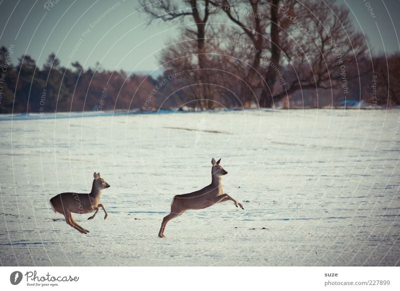 Young hopper Hunting Winter Environment Nature Landscape Animal Sky Tree Forest Wild animal 2 Pair of animals Running Jump Roe deer Escape Coincidence Movement