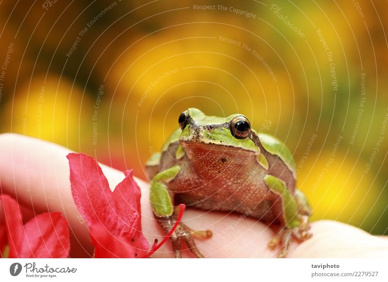 beautiful green tree frog on human hand - a Royalty Free Stock Photo from  Photocase