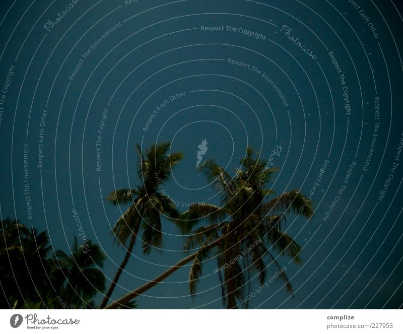 fullmoon Beautiful weather Plant Tree Blue Tropical Palm tree Palm frond Stars Starry sky Long exposure Colour photo Exterior shot Night Deserted