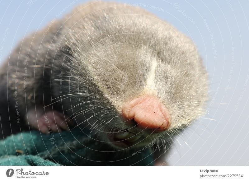 close up of lesser mole rat head Beautiful Face Family & Relations Teeth Nature Animal Meadow Fur coat Cute Wild Brown Gray Green Rat spalax leucodon Mammal