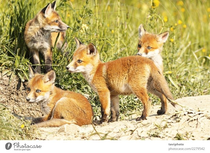 cute little red fox cubs in natural environment Beautiful Face Baby Family & Relations Youth (Young adults) Environment Nature Animal Grass Fur coat Dog